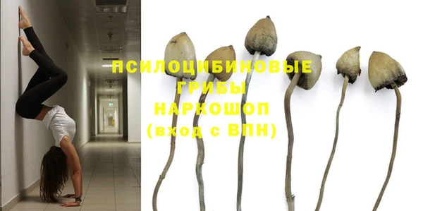 прущие грибы Осинники